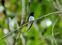 White-necked Jacobin  