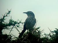 White-browed Scrub Robin - Cercotrichas leucophrys