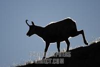 Chamois ( Rupicapra rupicapra ) chamois buck , silhouette stock photo