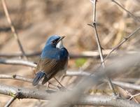 Siberian Blue robin C20D 03253.jpg