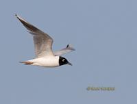 Saunder's gull C20D 02885.jpg