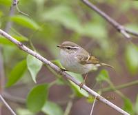 Yellow-browed warbler C20D 03625.jpg