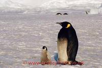 FT0169-00: Partial melanistic Emperor Penguin with its chick. Antarctica