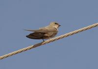 Pale Crag Martin (Ptyonoprogne fuligula)