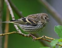 Siskin (Carduelis spinus)