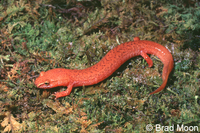: Gyrinophilus porphyriticus danielsi; Blue-Ridge Spring Salamander
