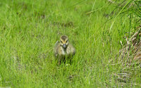 : Branta canadensis; Canada Goose