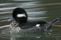 : Bucephala albeola; Bufflehead