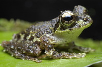 : Rhacophorus everetti; Everett's Tree Frog