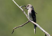 : Empidonax oberholseri; Dusky Flycatcher