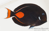 : Acanthurus achilles