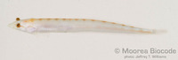 : Limnichthys nitidus