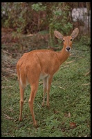 : Redunca sp.; Reedbuck