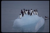 : Uria lomvia; Thick-billed Murre