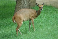 : Tragelaphus scriptus sylvaticus; Cape Bushbuck