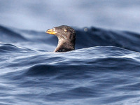 Rhinoceros Auklet. 30 September 2006. Photo by Angus Wilson