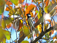 박새 [great tit]