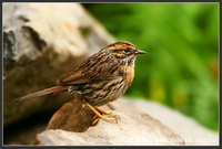 Prunella strophiata Rufous-breasted Accentor 棕胸岩鷚 119-029