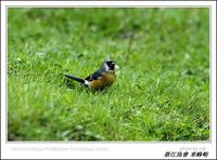 Pyrrhula erythaca Gray-headed Bullfinch 灰頭灰雀 124-090