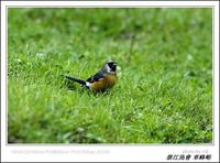 Pyrrhula erythaca Gray-headed Bullfinch 灰頭灰雀 124-090