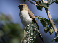 Warbling Silverbill