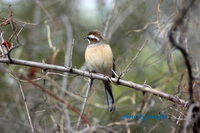 멧새(Siberian meadow bunting)