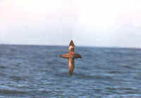 A Short-tailed Shearwater photographed during a FONT tour