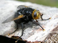 Kæmpeflue (Tachina grossa) Foto/billede af