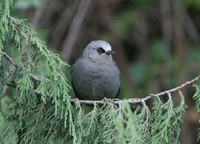 ネコチメドリ Abyssinian Catbird Parophasma galinieri