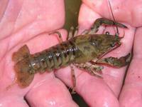 Orconectes limosus
