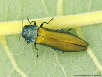 Agrilus subauratus