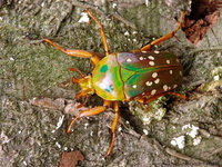 Stephanorrhina princeps bamptoni