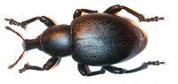 Liparus dirus