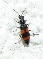 Anthocomus fasciatus