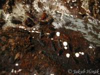 Uleiota planata