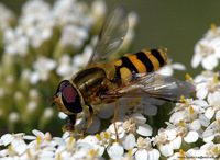 Syrphus ribesii