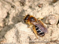 Halictus rubicundus