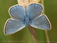 Polyommatus amandus - Amandas Blue