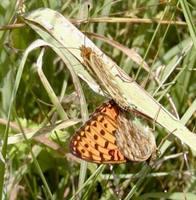 Argynnis aglaja - Dark Green Fritillary