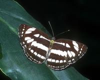 Neptis hylas