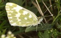 Pontia edusa - Eastern Bath White