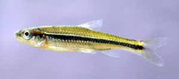 Notropis baileyi, Rough shiner: