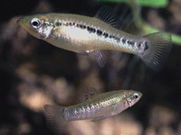 Poecilia latipunctata, Broadspotted molly: aquarium