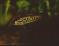 Malpulutta kretseri, Spotted gourami: aquarium