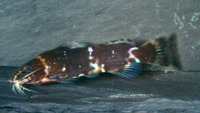 Microsynodontis batesii, :