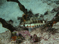 Serranus fasciatus, :