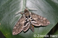 Manduca sexta - Carolina Sphinx