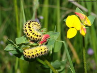 Zygaena filipendulae - Six-spot Blue