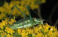 Leptophyes albovittata