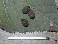 Haaniella saussurei